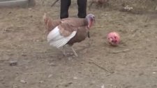 Top Oynamayı Öğrenen Hindi