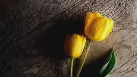 Mehmet Emin Ay - Ne Zaman Anarsam Seni Mehmet Emin Ay - Ne Zaman Anarsam Seni