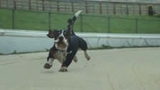 Yavaş Çekim Köpek Koşması