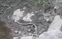 Yılanı Gördüler Fakat Köprüyü Göremediler