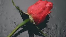 Kırmızı Gül Demet Demet
