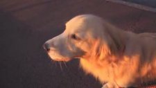 Siren Sesini Taklit Ederek Uluyan Köpek