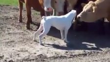İlk Kez Köpek Gören İnekler Ne Yapar?