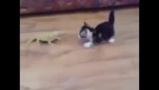 Kedi Bukelemuna Karşı