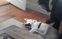 No diyen Husky