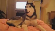 Konuşan Köpek