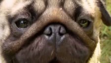 Köpekleri Tanıyın: Pug