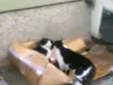 kedİlerİn box maçi!!!