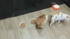 Dünyanın En Açgözlü Kedisi