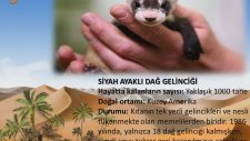 Biliyormusunuz Nesli Tükenmekte Olan Hayvanlar Bitkiler (Canlılar) Sustain Bienali
