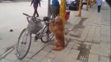 Bisiklet Başında Nöbet Bekleyen Köpek