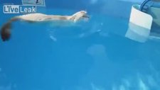 Yüzmeyi Seven Kedi