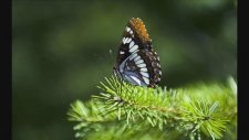 Best Meditation Music - Oliver Shanti Vol. I