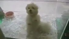 Salsa Dansı Yapan Yavru Köpekler!