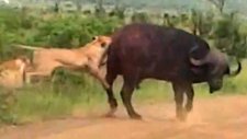 Aslan büyük bir buffalo'ya karşı