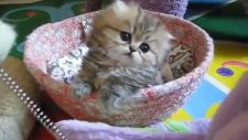 En Tatlı Kedi Bu