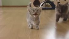 Bu Minik Kedi Daha Şimdiden Çok Konuşuyor