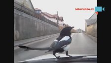 Saksağanın Araba Keyfi