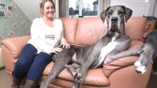 İngiltere'nin En Büyük Köpeği