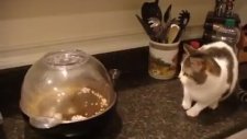 Kedi Patlayan Mısırdan Korkarsa