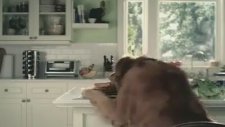 Akıllı Köpek