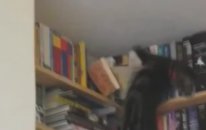 Komik Kediler
