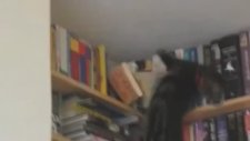 Komik Kediler