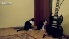Önce Okşayıp Sonra Saldıran Kedi