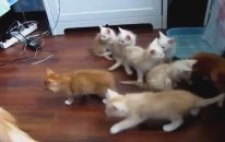 Yavrularını Korkutan Anne Kedi