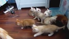 Yavrularını Korkutan Anne Kedi
