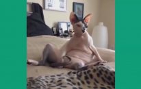 En Güzel Kedi Videoları