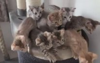 En Komik Kedi Videoları
