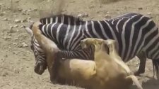 Zebra Aslanı Isırdı