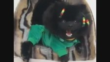 Dog Marley