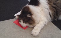 Direct Mail Targets Your Kitty
