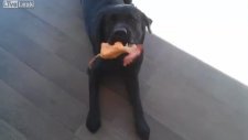 Tatlı Köpek