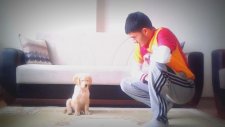 2,5 Aylık Yavru Golden Retriever Köpeğimizin Temel Eğitimi