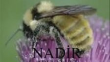 Nadir Saltık - Arı Vız Vız Vız