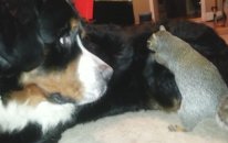 Sincabın Köpeğin Tüyleri Arasına Fındık Saklama Çabası