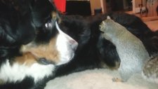 Sincabın Köpeğin Tüyleri Arasına Fındık Saklama Çabası