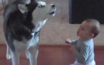 Bebek Taklidi Yapan Köpek
