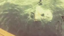 SOKO - First Love Never Die