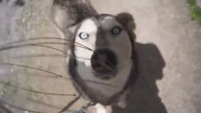 Bokomanın Köpekler Üzerindeki Etkisi