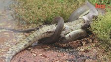 Anaconda Timsahı Böyle Yedi