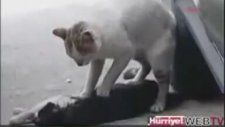 Kedi Ölen Eşine Kalp Masajı Yapıyor