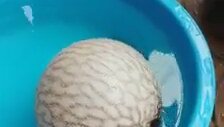 Balon balığı görenleri şaşırtıyor