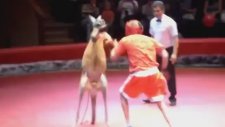 Kanguruyla Boks Maçı Yapmak