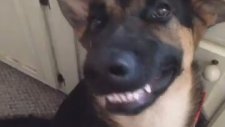 Gülümseyen Köpek