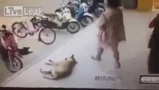Köpeğe Tekme Atmanın Sonu!