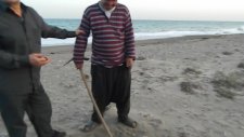 Tekeli'de Caretta Caretta